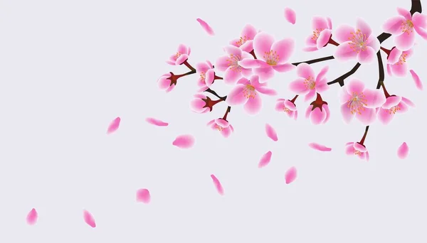 Sakura japonesa florescente, pétalas de flores rosa voam e caem . — Vetor de Stock