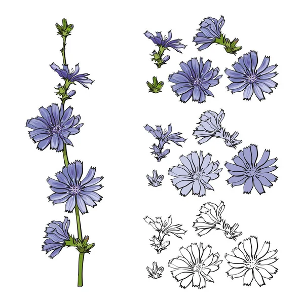 Векторный плоский цветок лепестка василька набор стебля — стоковый вектор
