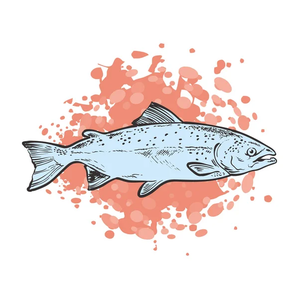 수중 동물의 먹이인 송어를 스케치하는 벡터 — 스톡 벡터