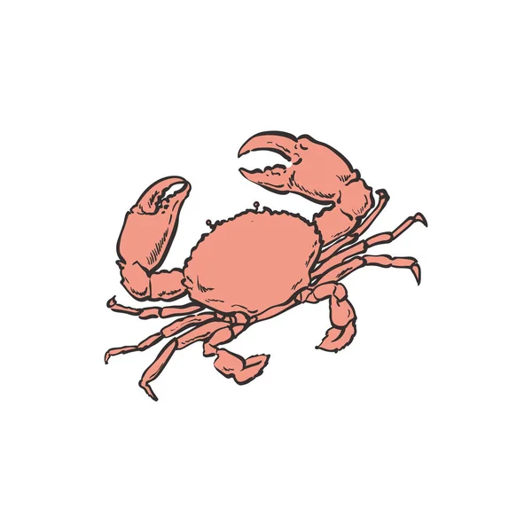 Ilustracja wektorowa czerwonego kraba - ręcznie rysowane zwierzę morskie z muszlą i grotami. — Wektor stockowy