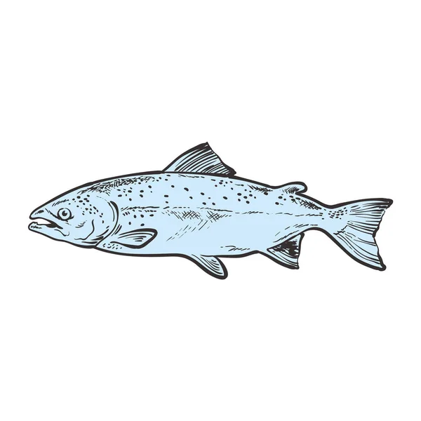 Croquis vectoriel truite poisson sous-marin animal nourriture marine — Image vectorielle