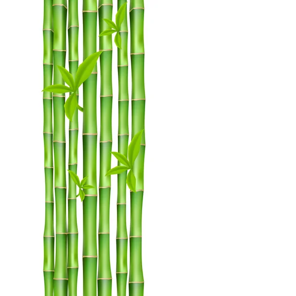 Banner com hastes de bambu verde ilustração vetorial realista isolado em branco . — Vetor de Stock