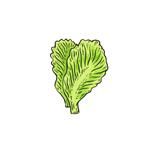 Blätter von Salat und Salat, frische grüne Bio-Lebensmittel. — Stockvektor
