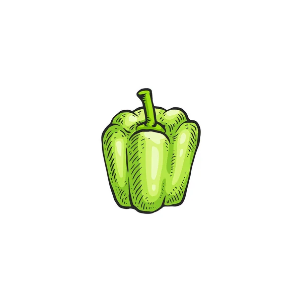 Pimiento verde fresco, concepto de comida vegetariana orgánica . — Vector de stock