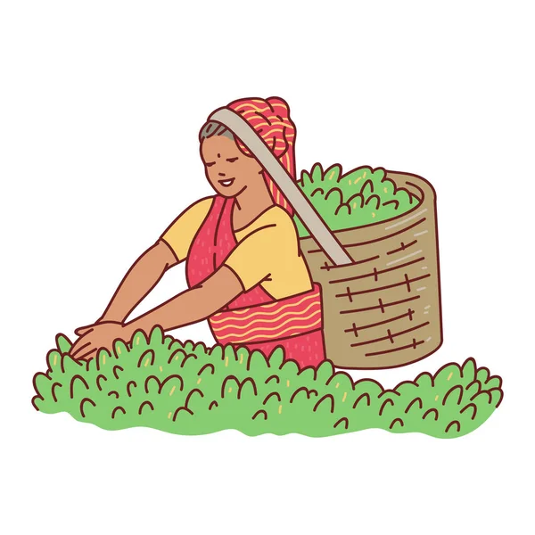 Kobieta postać podnoszenia liści herbaty, wektor kreskówek ilustracja izolowane. — Wektor stockowy