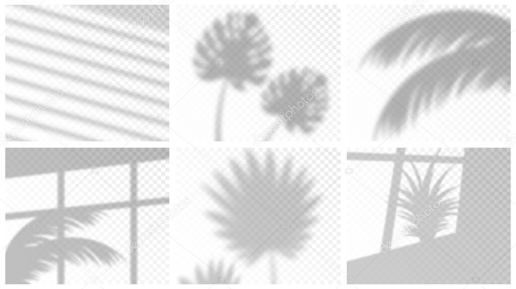 Realistic house plant, palm tree and window blinds shadow set