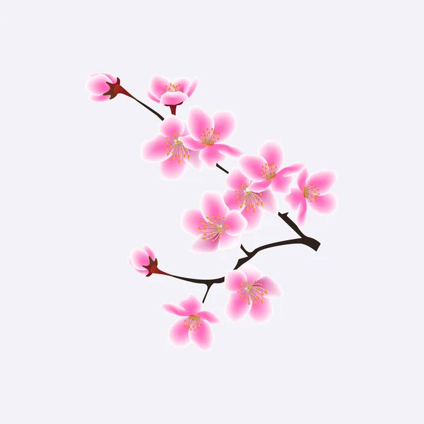 Ramo florescente de sakura japonesa com flores rosa ilustração vetorial isolado . — Vetor de Stock