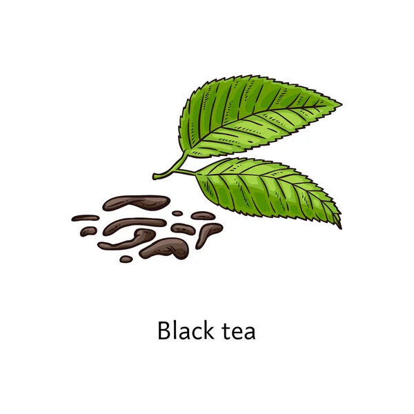 El té negro - las hojas frescas y secas de la planta verde aislado sobre el fondo blanco — Vector de stock