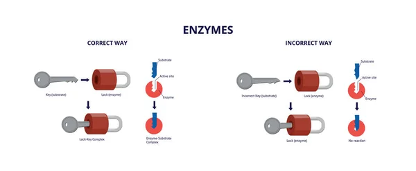 Enzymes, key and lock model, flat vector illustration. — Stock Vector