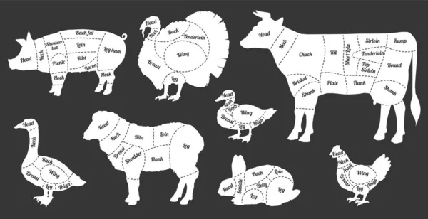 Guía de la parte del cuerpo de la carne de animales de granja en blanco y negro - animales extraídos a mano — Vector de stock