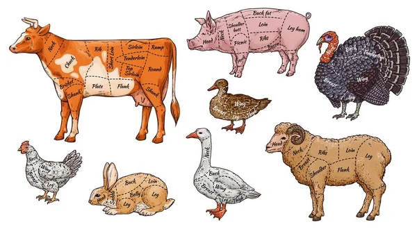 Σύνολο διαγραμμάτων σφαγέων ζώων και μερών κρέατος πτηνών εικονογράφηση φορέων απομονωμένη. — Διανυσματικό Αρχείο