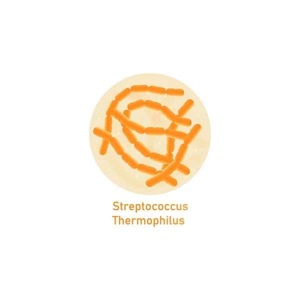 Streptococcus thermophilus - beyaz arkaplanda izole edilmiş probiyotik bakteri türü. — Stok Vektör