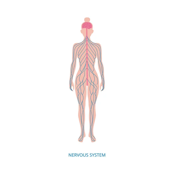 Sistema nervioso central humano elemento infográfico vector ilustración aislado. — Vector de stock