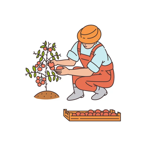 Agricultor de dibujos animados cosechando tomates rojos de arbustos - ilustración vectorial — Archivo Imágenes Vectoriales