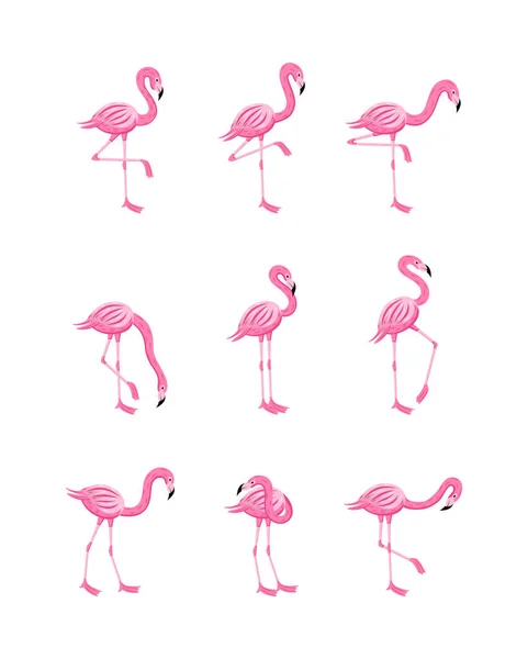 Conjunto de flamingo rosa em várias poses planas desenho animado ilustração vetorial isolado. — Vetor de Stock