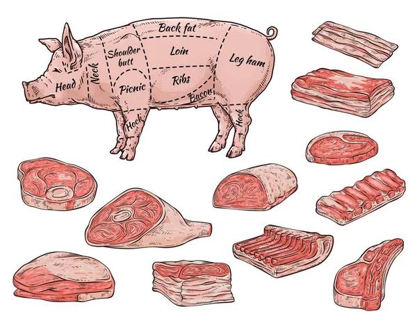 Bannière de boucherie avec des pièces de viande de porc, illustration vectorielle de croquis isolé. — Image vectorielle