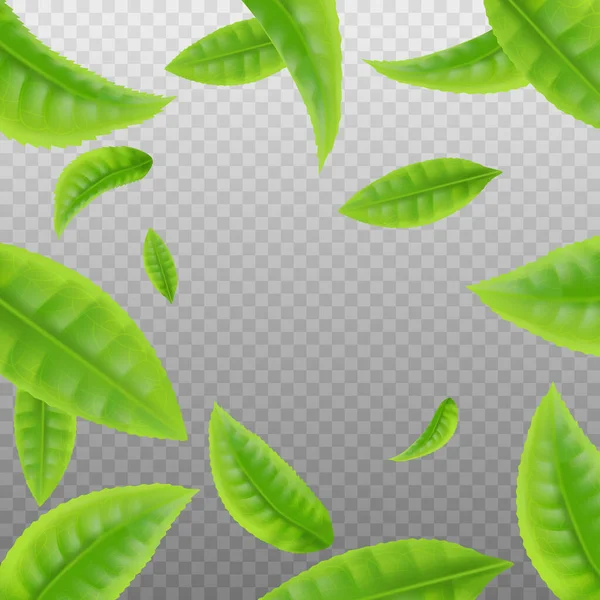 Grüner Tee Blätter fallen isoliert auf transparentem Hintergrund — Stockvektor