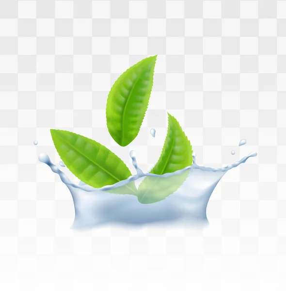 Πράσινο τσάι, μέντα φύλλα βοτάνων στο νερό ρεαλιστική διανυσματική απεικόνιση απομονωμένη. — Διανυσματικό Αρχείο