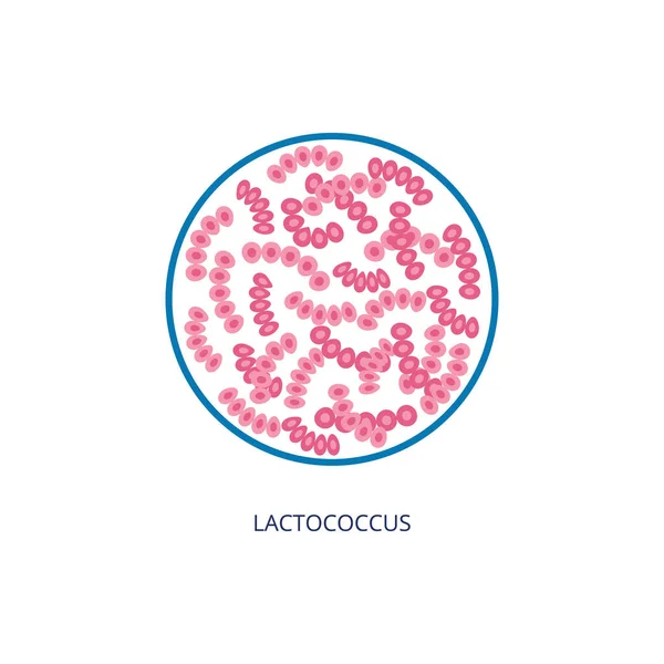 Lactococcus bacterias bajo vista de microscopio, ilustración vectorial aislada. — Vector de stock