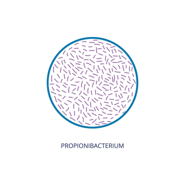 Propionibacterium bacteria of intestinal flora vector illustration isolated. — Stock Vector