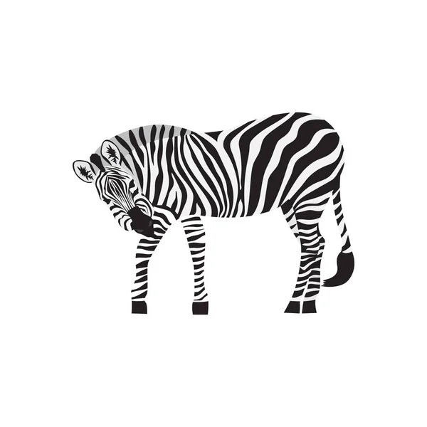 Icono o símbolo de cebra en blanco y negro, ilustración vectorial aislada en blanco. — Vector de stock