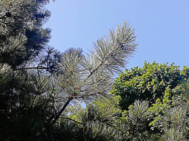 mavi gökyüzü altında bir köknar ağacının dalı