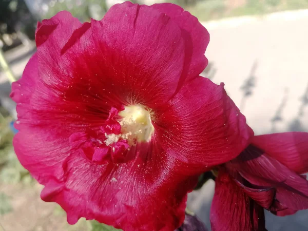 güzel pembe ebegümeci arka plan