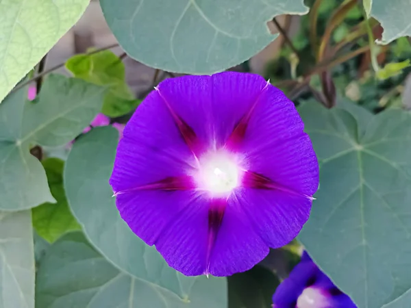 Beau Convolvulus Violet Qui Peut Être Utilisé Comme Fond — Photo