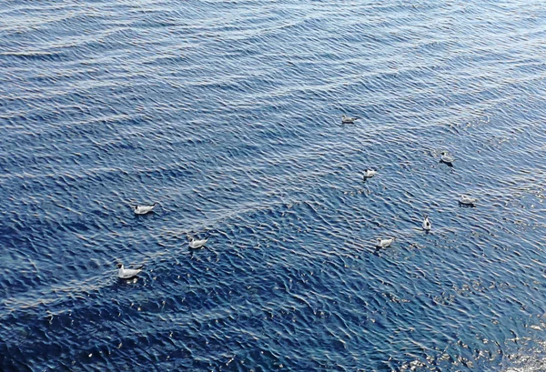 Beautiful Blue Black Sea Seagulls Odessa Ukraine — Stock Photo, Image