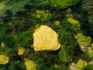 güzel yeşil algler Karadeniz Odessa, Ukrayna şeffaf su altında taşlarla arka plan