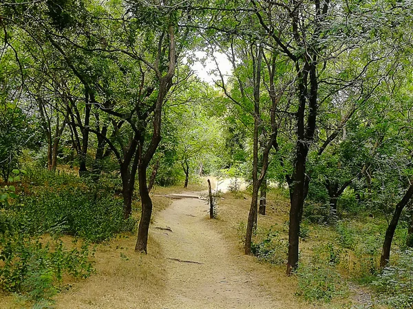 Achtergrond Van Pad Route Van Gezondheid Omgeven Door Bomen — Stockfoto