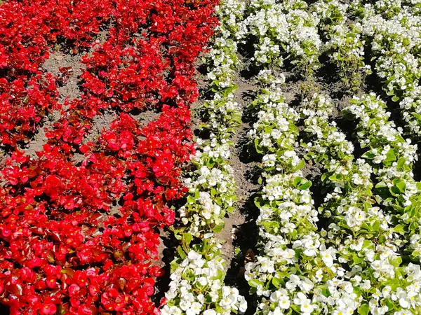 Flores Rojas Blancas Que Representan Fondo Bandera Polonia — Foto de Stock