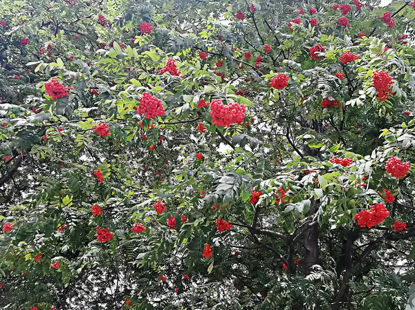 Texture Red Ashberry Can Used Background — Stock Photo, Image