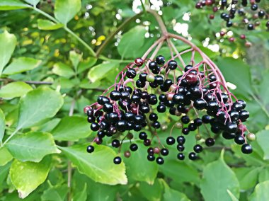 yeşil yaprakları bir arka plan üzerinde siyah çilek
