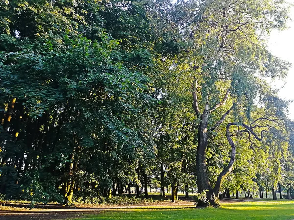 Background Beautiful Tall Trees Covered Leaves Warsaw Poland — Stock Photo, Image