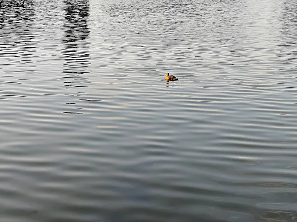 Duck Floating Away Water Park Warsaw Background — Stock Photo, Image