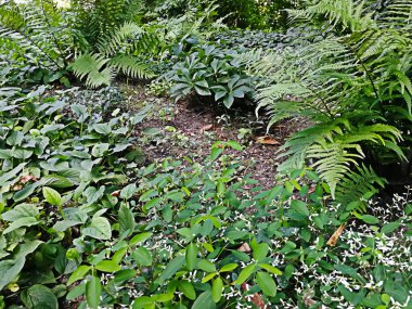 ot ve yaprak Varşova arka plan