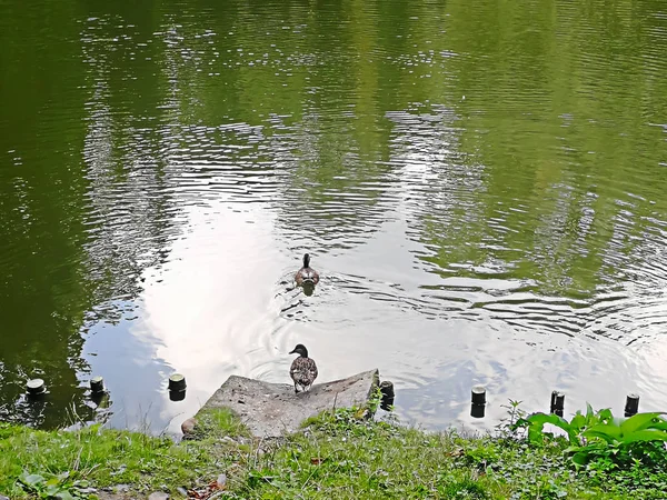 Park Mit Teich Dem Sich Die Bäume Spiegeln Und Enten — Stockfoto