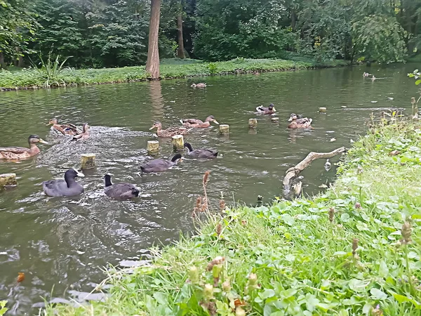Many Ducks Swimming Pond Park Warsaw Poland — Stock Photo, Image