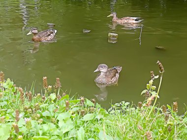 Varşova 'da bir parkta bir gölet yüzen 3 ördek