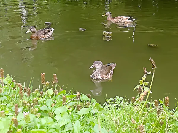 ワルシャワの公園の池に浮かぶアヒル3匹 — ストック写真