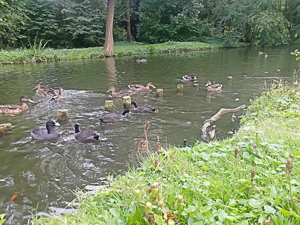 Many Ducks Swimming Pond Park Warsaw Poland — Stock Photo, Image