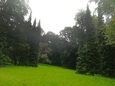 çam ağaçları ve Varşova, Polonya için yeşil çim güzel park