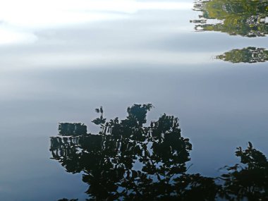 arka plan ağaç bir havuzda yansıma