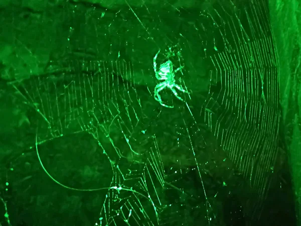 霓虹灯绿色蜘蛛坐在霓虹灯绿色蛛网背景 — 图库照片