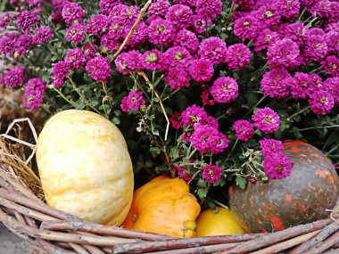 mor çiçekler arka plan ile kabak