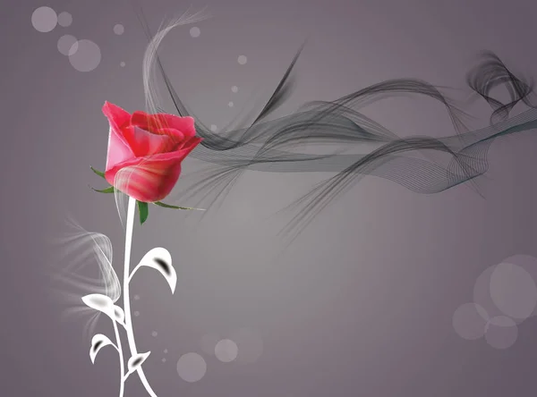 Dark background, black and white silk lines, a red rose on a white stalk