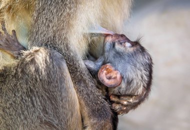 maymun yavrusu yakın çekim
