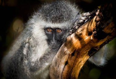 Ağaçtaki maymuna yaklaş