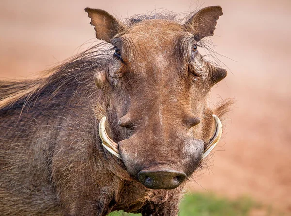Vista Frontal Warthog — Fotografia de Stock